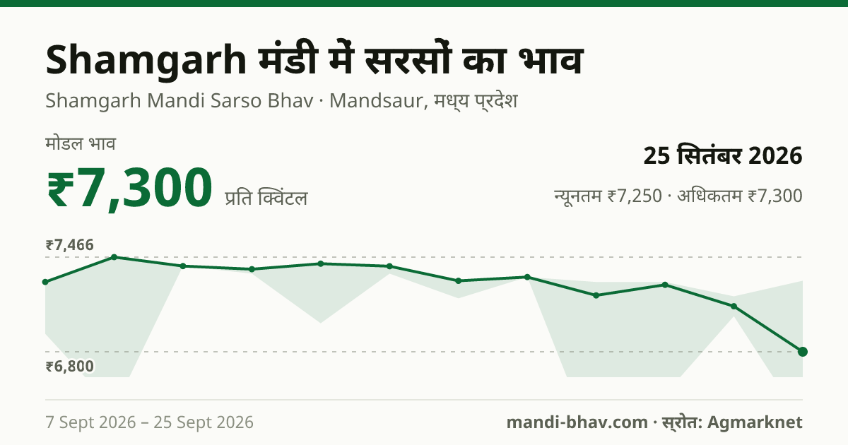 Shamgarh मंडी में सरसों का भाव 25 सितंबर 2026: मोडल ₹7,300 प्रति क्विंटल, भाव के रुझान का चार्ट