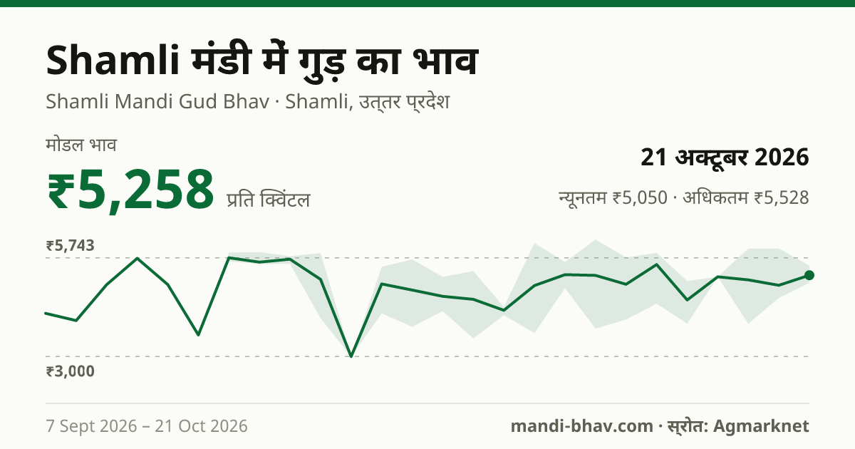 Shamli मंडी में गुड़ का भाव 21 अक्टूबर 2026: मोडल ₹5,258 प्रति क्विंटल, भाव के रुझान का चार्ट