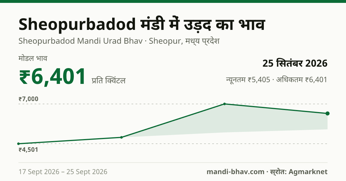 Sheopurbadod मंडी में उड़द का भाव 25 सितंबर 2026: मोडल ₹6,401 प्रति क्विंटल, भाव के रुझान का चार्ट