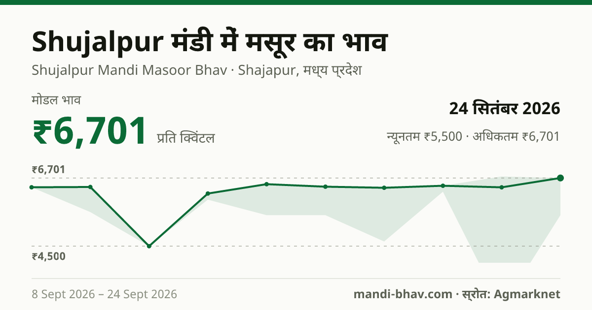 Shujalpur मंडी में मसूर का भाव 24 सितंबर 2026: मोडल ₹6,701 प्रति क्विंटल, भाव के रुझान का चार्ट