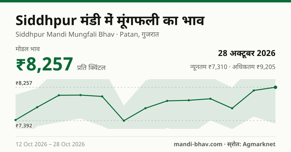 Siddhpur मंडी में मूंगफली का भाव 28 अक्टूबर 2026: मोडल ₹8,257 प्रति क्विंटल, भाव के रुझान का चार्ट