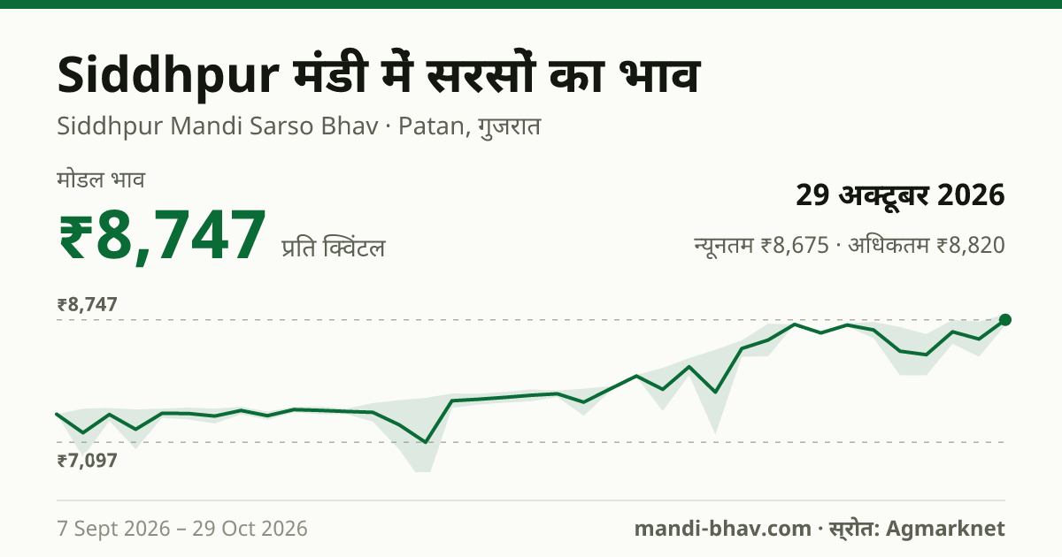 Siddhpur मंडी में सरसों का भाव 29 अक्टूबर 2026: मोडल ₹8,747 प्रति क्विंटल, भाव के रुझान का चार्ट