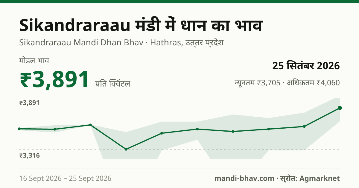 Sikandraraau मंडी में धान का भाव 25 सितंबर 2026: मोडल ₹3,891 प्रति क्विंटल, भाव के रुझान का चार्ट