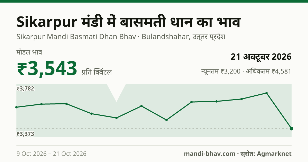 Sikarpur मंडी में Paddy(Basmati) का भाव 21 अक्टूबर 2026: मोडल ₹3,543 प्रति क्विंटल, भाव के रुझान का चार्ट