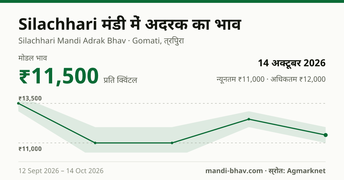Silachhari मंडी में अदरक का भाव 14 अक्टूबर 2026: मोडल ₹11,500 प्रति क्विंटल, भाव के रुझान का चार्ट