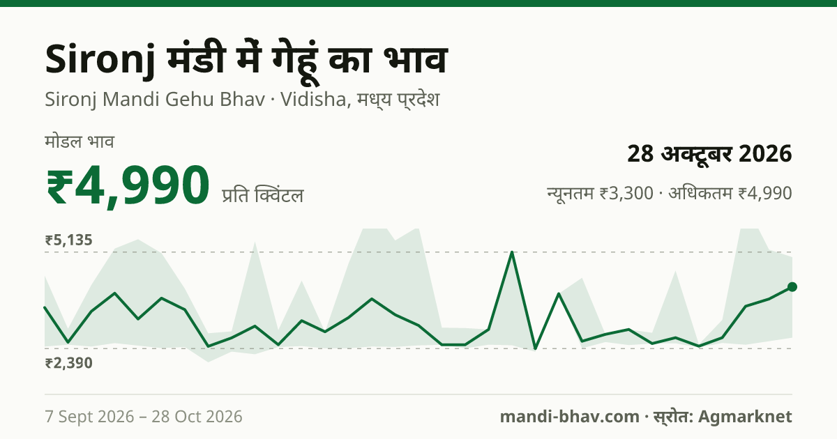 Sironj मंडी में गेहूं का भाव 28 अक्टूबर 2026: मोडल ₹4,990 प्रति क्विंटल, भाव के रुझान का चार्ट
