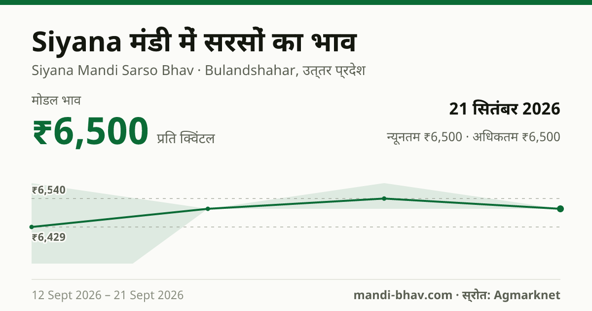 Siyana मंडी में सरसों का भाव 21 सितंबर 2026: मोडल ₹6,500 प्रति क्विंटल, भाव के रुझान का चार्ट