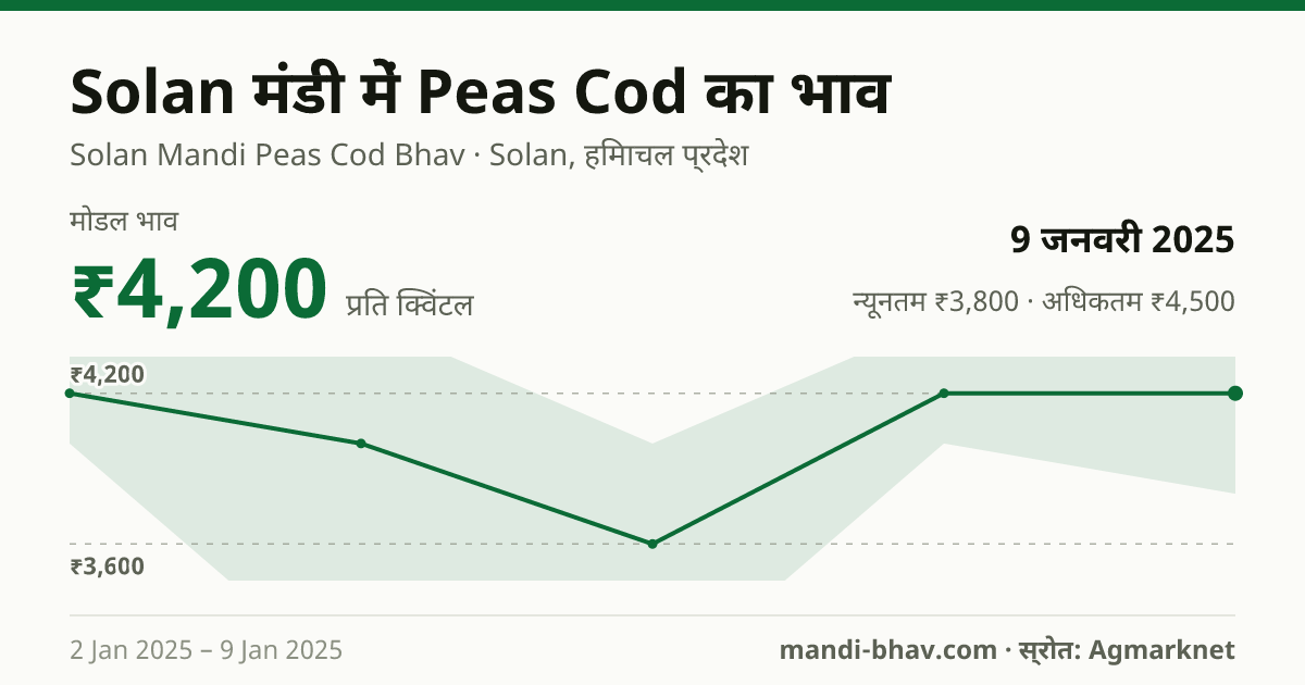 Solan मंडी में Peas Cod का भाव 9 जनवरी 2025: मोडल ₹4,200 प्रति क्विंटल, भाव के रुझान का चार्ट