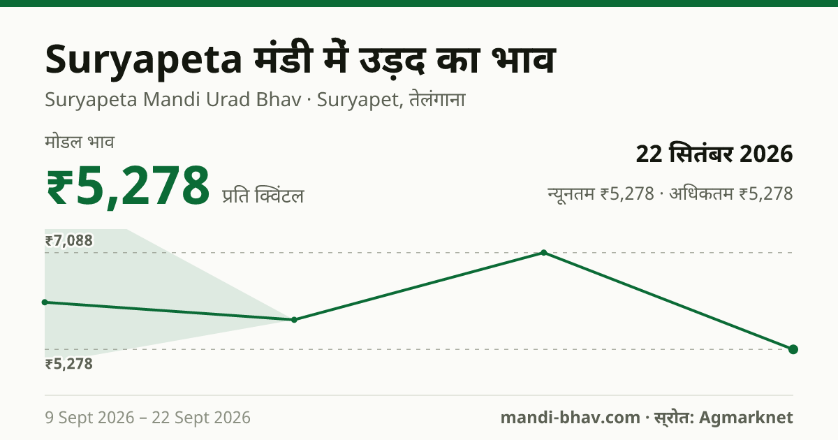 Suryapeta मंडी में उड़द का भाव 22 सितंबर 2026: मोडल ₹5,278 प्रति क्विंटल, भाव के रुझान का चार्ट
