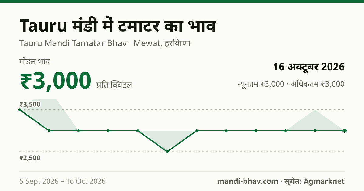 Tauru मंडी में टमाटर का भाव 16 अक्टूबर 2026: मोडल ₹3,000 प्रति क्विंटल, भाव के रुझान का चार्ट