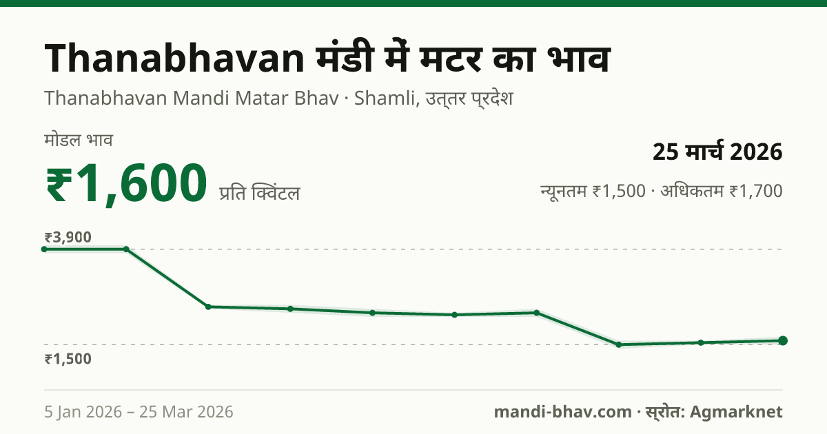 Thanabhavan मंडी में मटर का भाव 25 मार्च 2026: मोडल ₹1,600 प्रति क्विंटल, भाव के रुझान का चार्ट