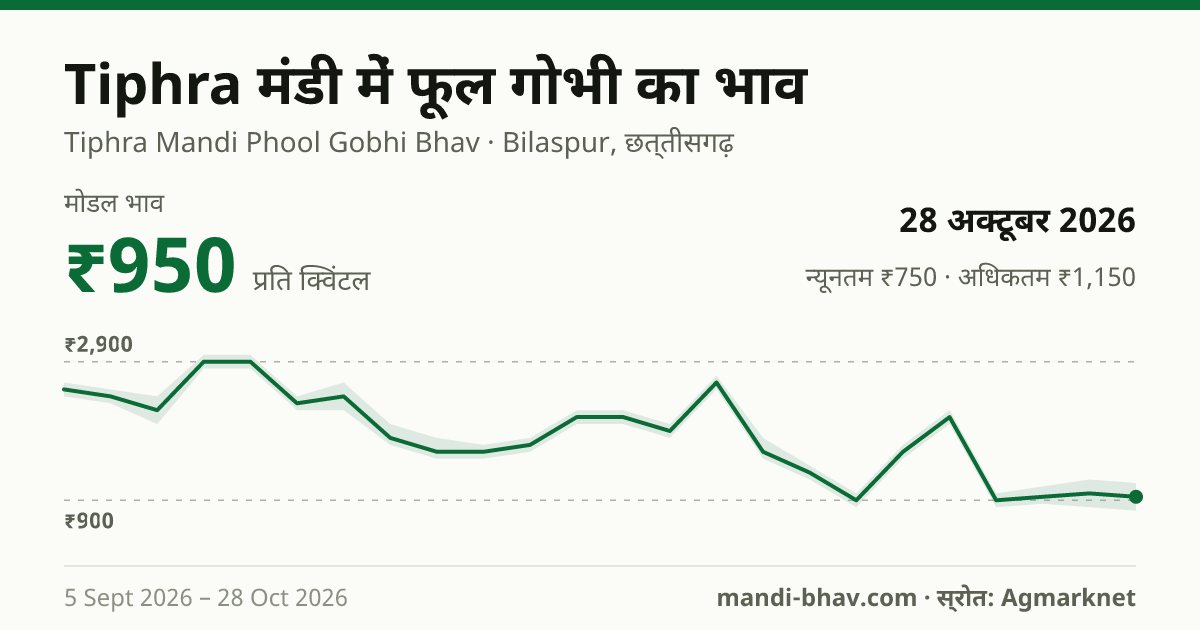 Tiphra मंडी में फूल गोभी का भाव 28 अक्टूबर 2026: मोडल ₹950 प्रति क्विंटल, भाव के रुझान का चार्ट