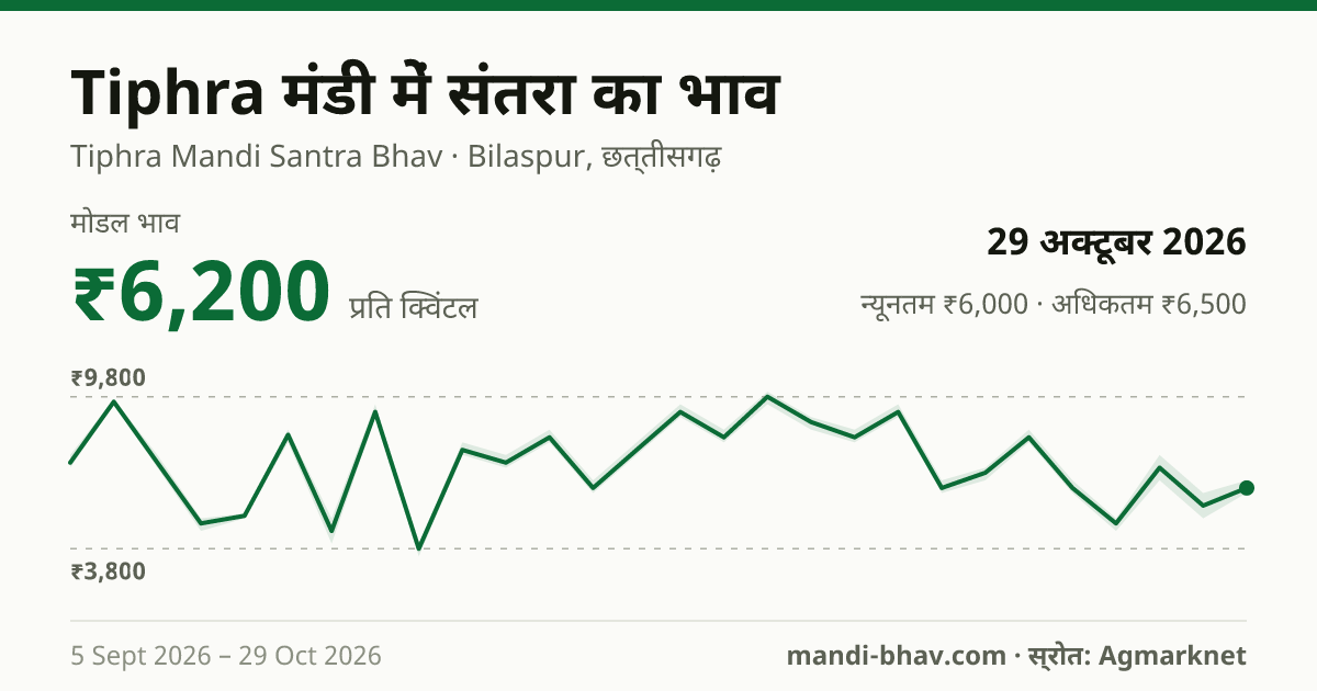 Tiphra मंडी में संतरा का भाव 29 अक्टूबर 2026: मोडल ₹6,200 प्रति क्विंटल, भाव के रुझान का चार्ट
