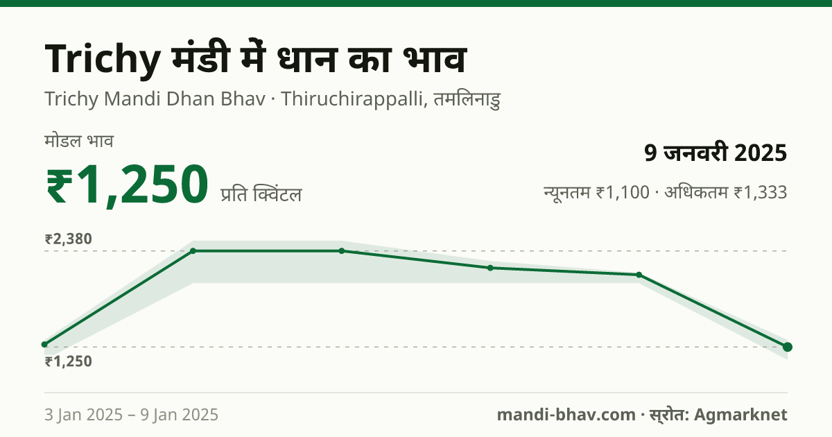 Trichy मंडी में धान का भाव 9 जनवरी 2025: मोडल ₹1,250 प्रति क्विंटल, भाव के रुझान का चार्ट