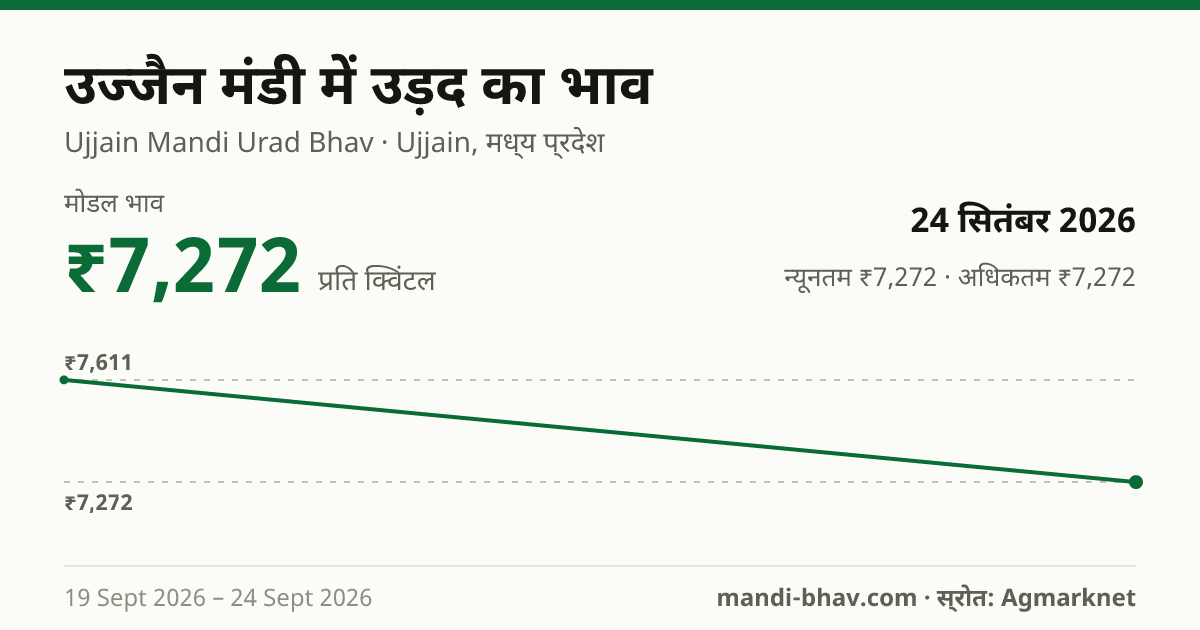 उज्जैन मंडी में उड़द का भाव 24 सितंबर 2026: मोडल ₹7,272 प्रति क्विंटल, भाव के रुझान का चार्ट