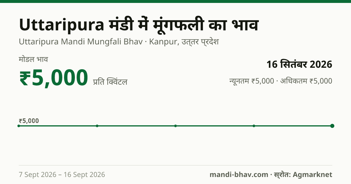 Uttaripura मंडी में मूंगफली का भाव 16 सितंबर 2026: मोडल ₹5,000 प्रति क्विंटल, भाव के रुझान का चार्ट