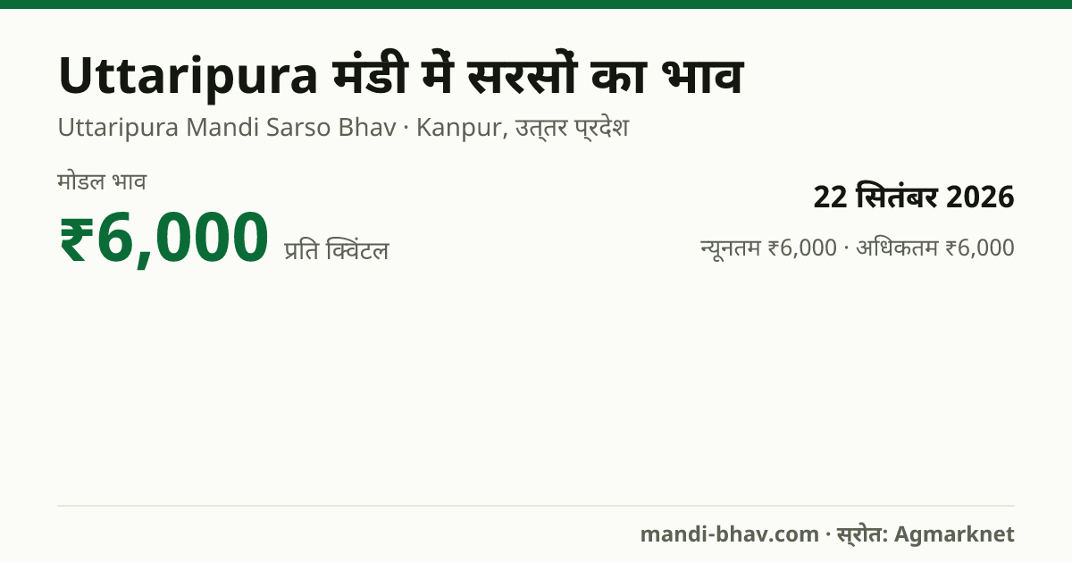 Uttaripura मंडी में सरसों का भाव 22 सितंबर 2026: मोडल ₹6,000 प्रति क्विंटल, भाव के रुझान का चार्ट