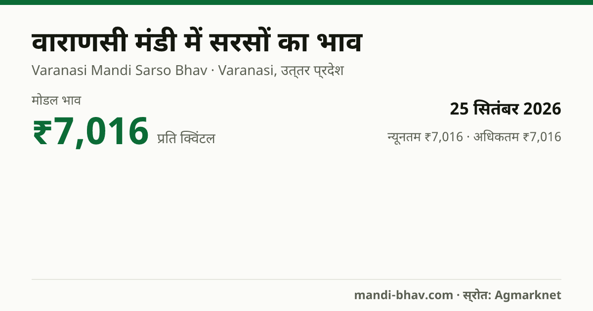 वाराणसी मंडी में सरसों का भाव 25 सितंबर 2026: मोडल ₹7,016 प्रति क्विंटल, भाव के रुझान का चार्ट