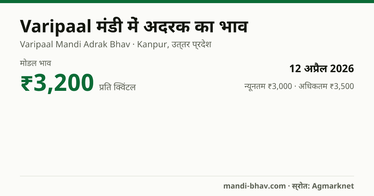 Varipaal मंडी में अदरक का भाव 12 अप्रैल 2026: मोडल ₹3,200 प्रति क्विंटल, भाव के रुझान का चार्ट