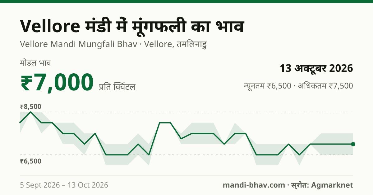 Vellore मंडी में मूंगफली का भाव 13 अक्टूबर 2026: मोडल ₹7,000 प्रति क्विंटल, भाव के रुझान का चार्ट