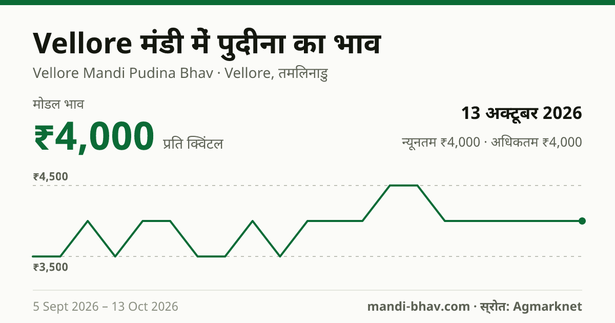 Vellore मंडी में पुदीना का भाव 13 अक्टूबर 2026: मोडल ₹4,000 प्रति क्विंटल, भाव के रुझान का चार्ट