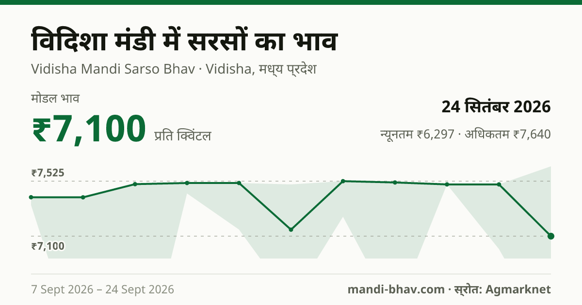 विदिशा मंडी में सरसों का भाव 24 सितंबर 2026: मोडल ₹7,100 प्रति क्विंटल, भाव के रुझान का चार्ट