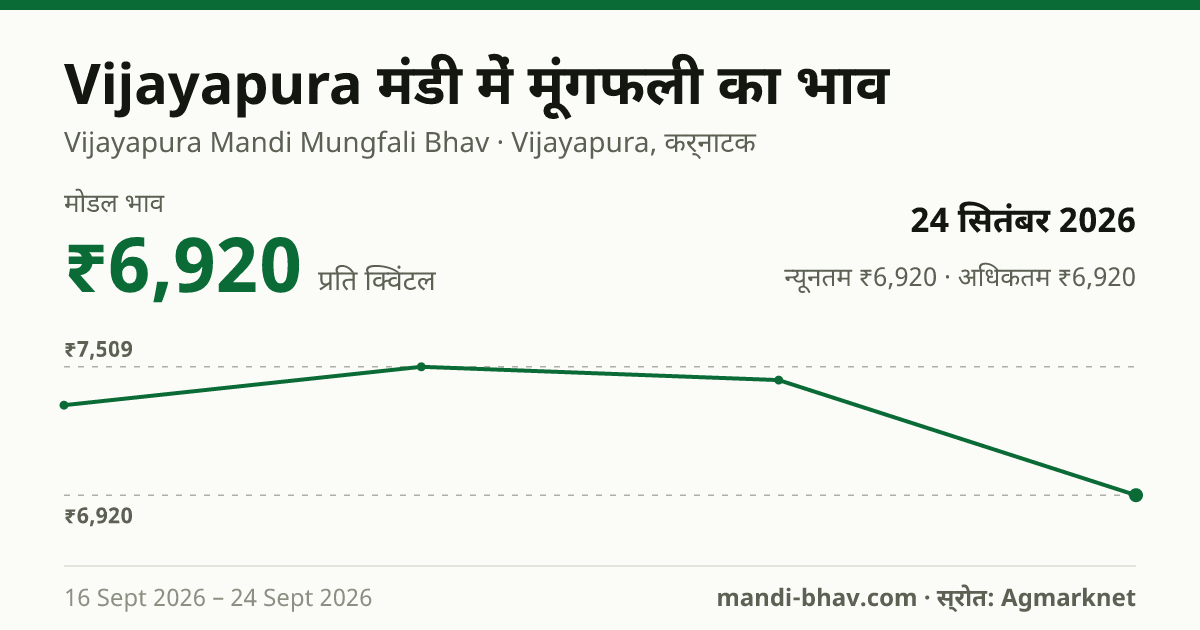 Vijayapura मंडी में मूंगफली का भाव 24 सितंबर 2026: मोडल ₹6,920 प्रति क्विंटल, भाव के रुझान का चार्ट