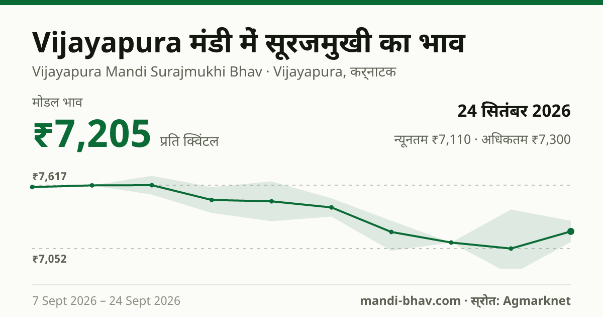 Vijayapura मंडी में सूरजमुखी का भाव 24 सितंबर 2026: मोडल ₹7,205 प्रति क्विंटल, भाव के रुझान का चार्ट