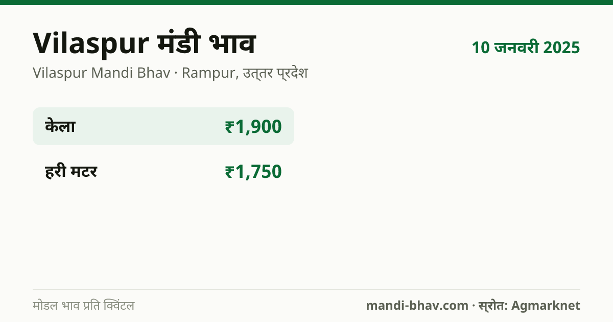 Vilaspur मंडी भाव 10 जनवरी 2025: फसलवार मोडल रेट प्रति क्विंटल